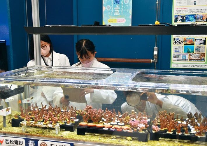 学校の中に、サンゴ研究室があるのだ！