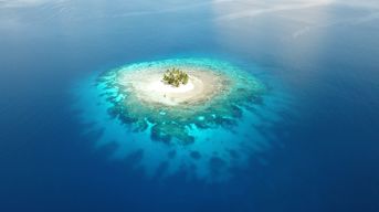 太平洋の無人島に漂着した16人の日本人が腹いっぱい堪能した｢牛肉よりうまい動物｣の名前