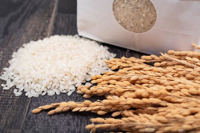 稲と精米した白米