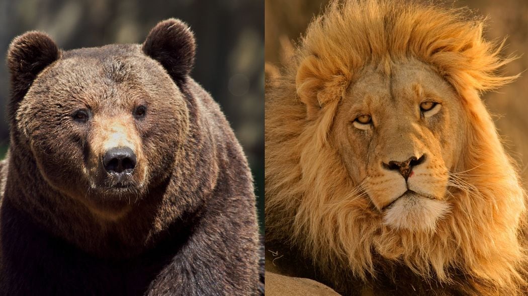 ヒグマは鉄格子を破壊し､ライオンに襲いかかり…韓国の動物園で実際に起きた｢猛獣同士の戦い｣のヤバい結末 日本でも同様の｢事件｣は起こり得る