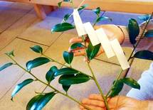 戒名も法要もない「神式葬儀」は安いのか