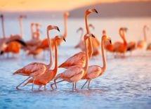 いま最も好かれる上司は「フラミンゴ」だ