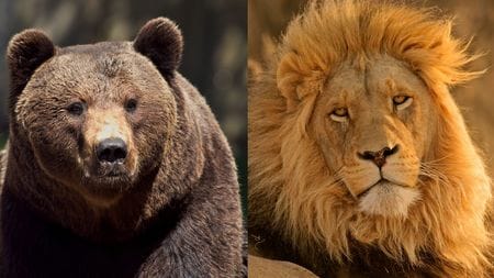 ヒグマは鉄格子を破壊し､ライオンに襲いかかり…韓国の動物園で実際に