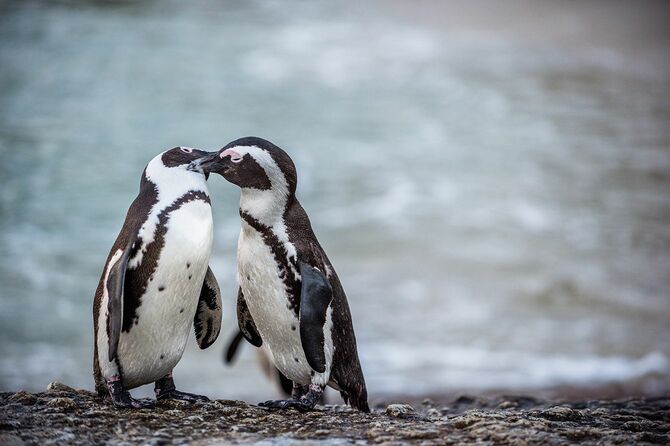ペンギンにキス