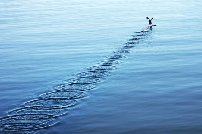 水面から飛び立とうとする鳥