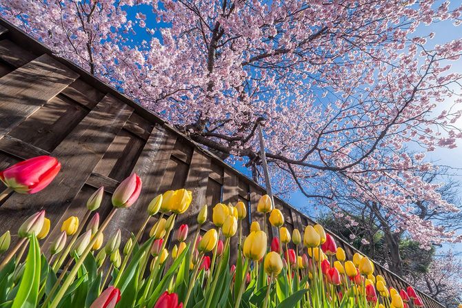 2025佳作「軒下の春」西岡尚央さん