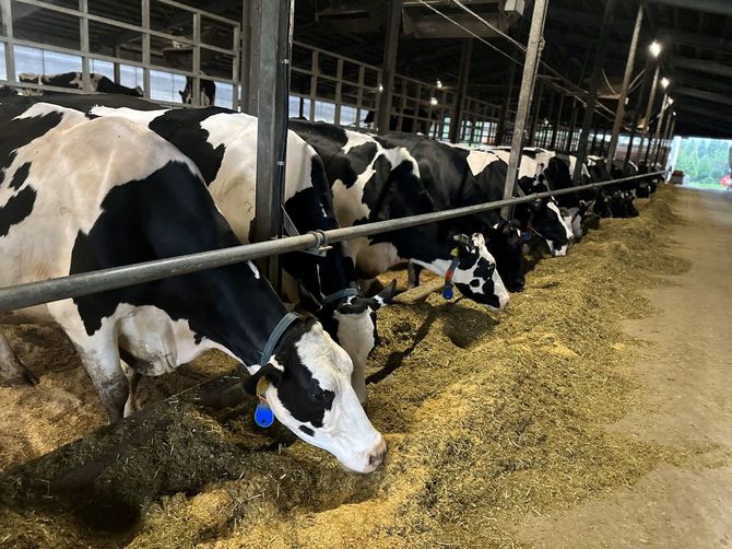 笹サイレージを食べる牛