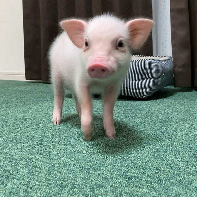 「カルビ」と名付けられたミニブタ