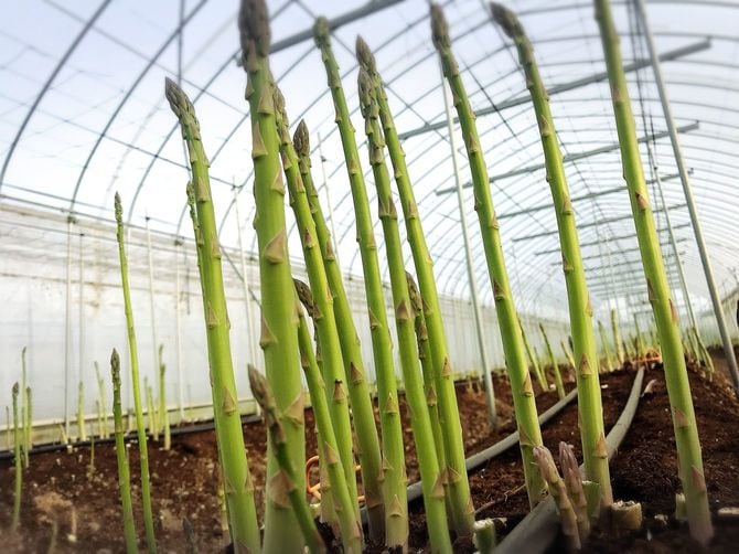アスパラの収穫期は4月上旬から5月下旬が春採れ、7月上旬から9月下旬が夏採れ