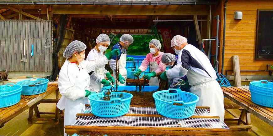 アカモクの収穫に生徒が参加（島根県立隠岐島前高等学校）