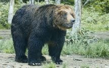 ｢熊だっ啓子､鉄砲持ってきてもらえ｣家のすぐそばにヒグマが…家族のため､まさかりを手に表へ出た男性の顛末