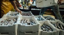 ｢15年連続1位サーモン｣…なぜ回転ずしの定番は国産天然魚にならないのか