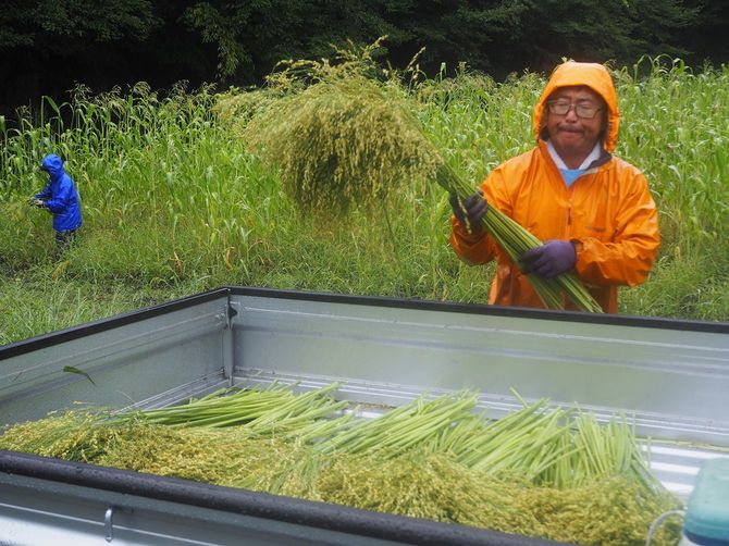訪問した時はあいにくの雨。軽トラックに収穫したホウキモロコシを積んでいく