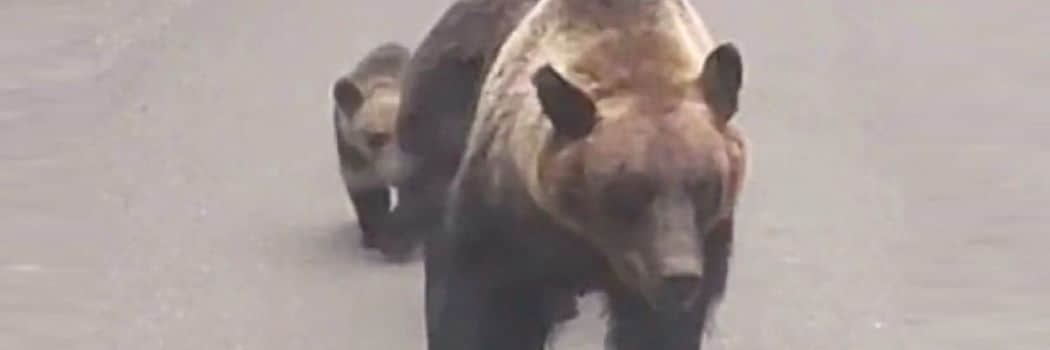 ｢助けて!｣登山中だった男性がクマに襲われ…被害者をくわえて引きずりながら移動していた"親子グマ"の恐怖