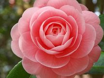 なぜ増収増益の資生堂が勤務制度改革を発表したのか　――「資生堂ショック」の裏にあるもの