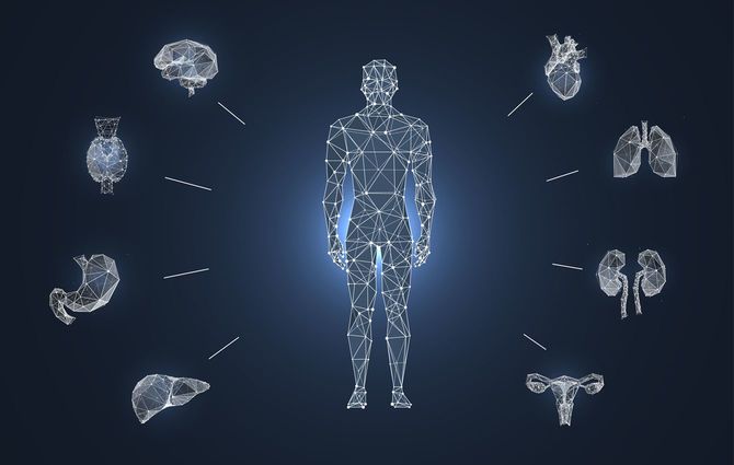 ヒトの周囲にさまざまな臓器が配置されたローポリのイメージ