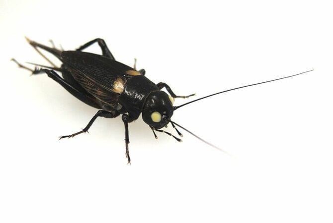 グリラスが生産していた食用フタホシコオロギ