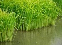 165.7万ha　－アベノミクスで農業革命！