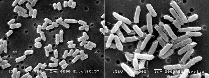 腸管出血性大腸菌O157（左）とサルモネラ属菌