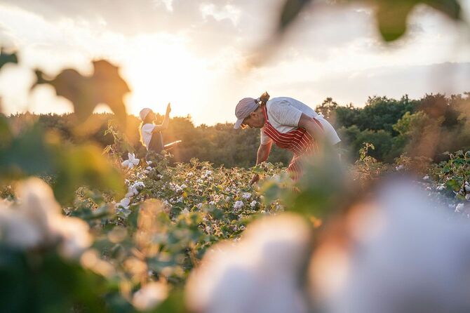 綿畑で作業する女性