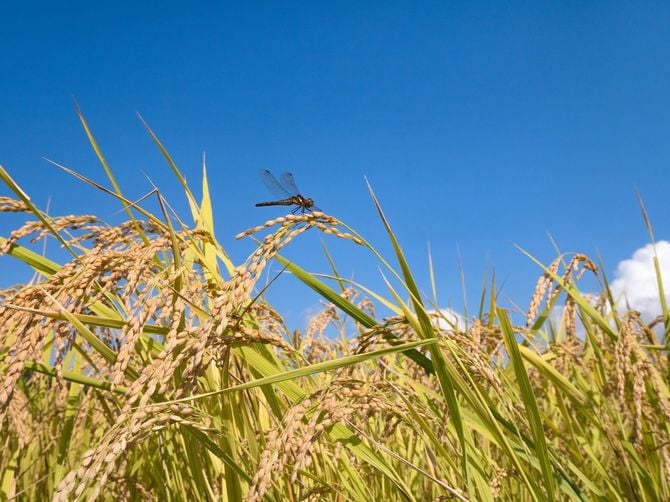 稲穂とトンボ