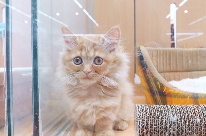 ペットショップのショーケースの中に座る猫