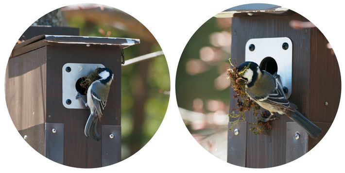 朝早くに、森で鈴木さんが撮ったシジュウカラの姿。コケを運び入れ、未来のわが子のため、ふかふかのベッドをつくっていく。