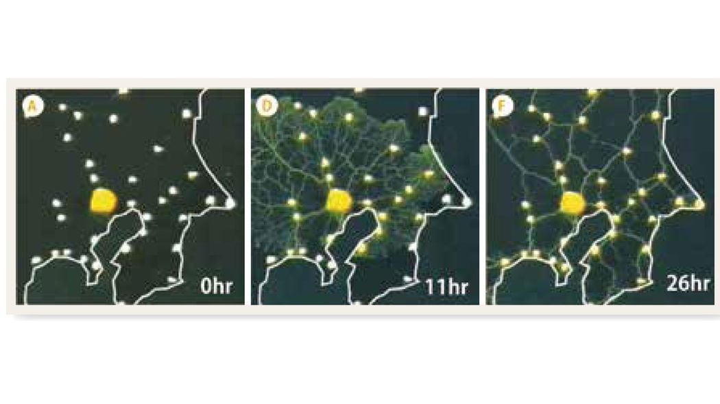 脳ミソ0gの"単細胞"に人間凌ぐ"知性"…関東地方の形の容器に粘菌を置くと26時間後に本物の｢JR路線図｣完成 迷路を解き､｢入り口｣から｢出口｣の最短距離を見つけることができた