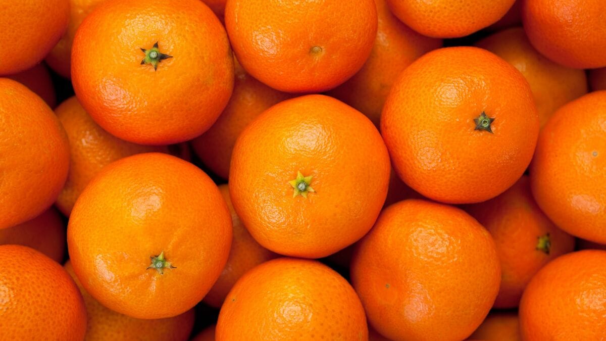 日本でミカンが食べられなくなる日 コロナ禍に進む 知られざる重大危機 侵入生物に 国境 はない President Online プレジデントオンライン 日本でミカンが食べられなくなる日 コロナ禍に進む 知られざる重大危機 侵入生物に 国境 はない President Online プレジデントオンライン