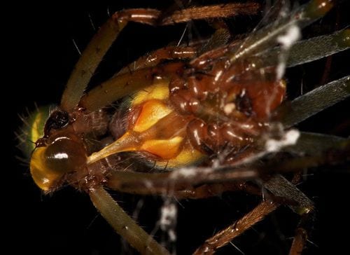 【写真17】サツマノミダマシの交尾。右雌の垂体が左雄の右交尾器にフック(出典=『カラー版 クモの世界 糸をあやつる8本脚の狩人』)