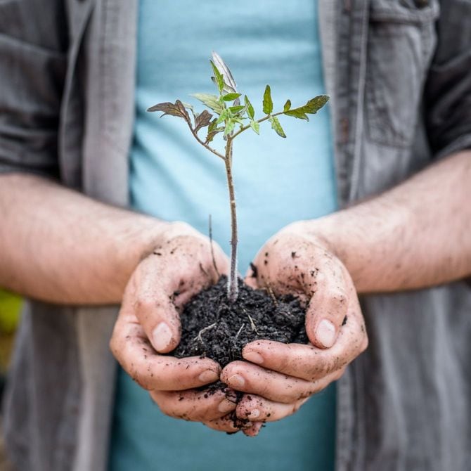両手の上の苗木