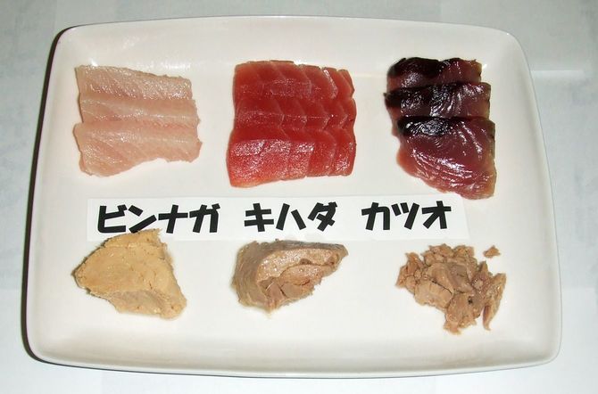 マグロの種類と缶詰