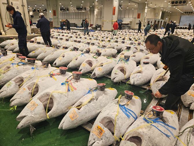 豊洲市場の冷凍マグロ卸売場