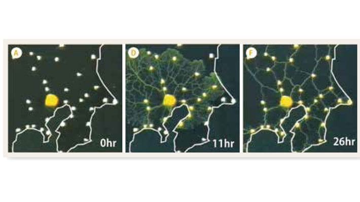 脳ミソ0gの"単細胞"に人間凌ぐ"知性"…関東地方の形の容器に粘菌を置くと26時間後に本物の｢JR路線図｣完成