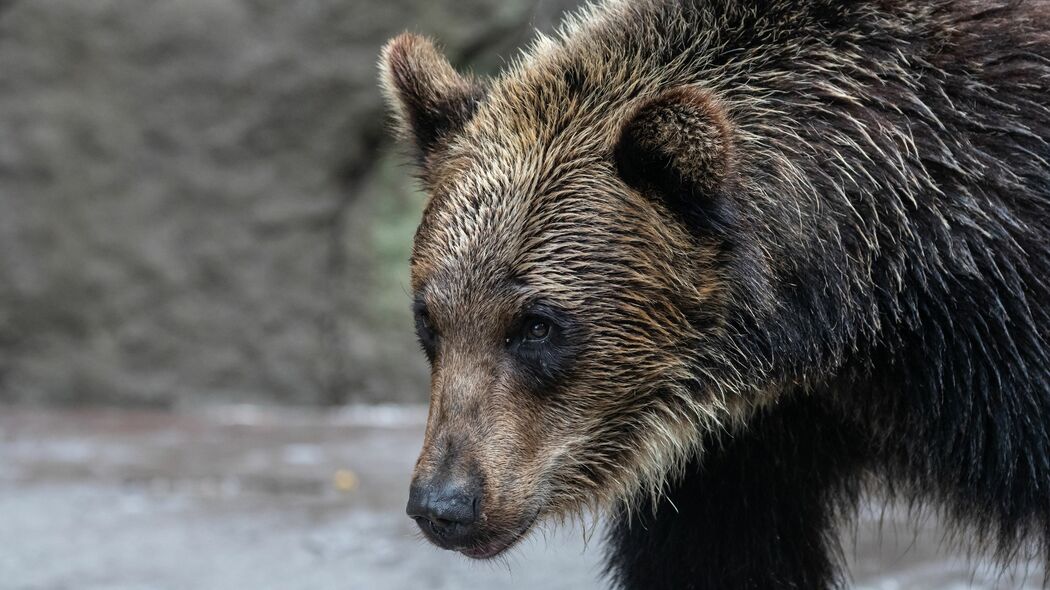 トウモロコシでもハチミツでもない…ヒグマが思わず｢箱わな｣に飛び込んでしまう意外なエサの名前