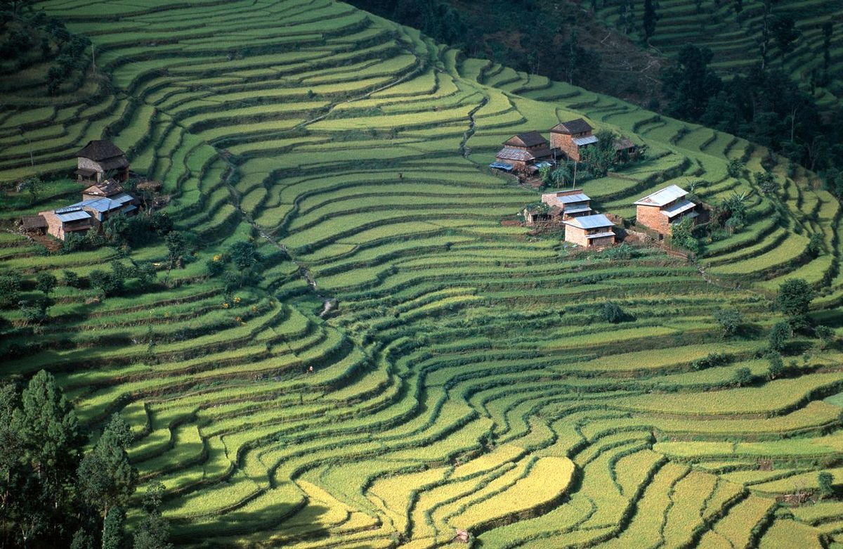 ネパールの田んぼ