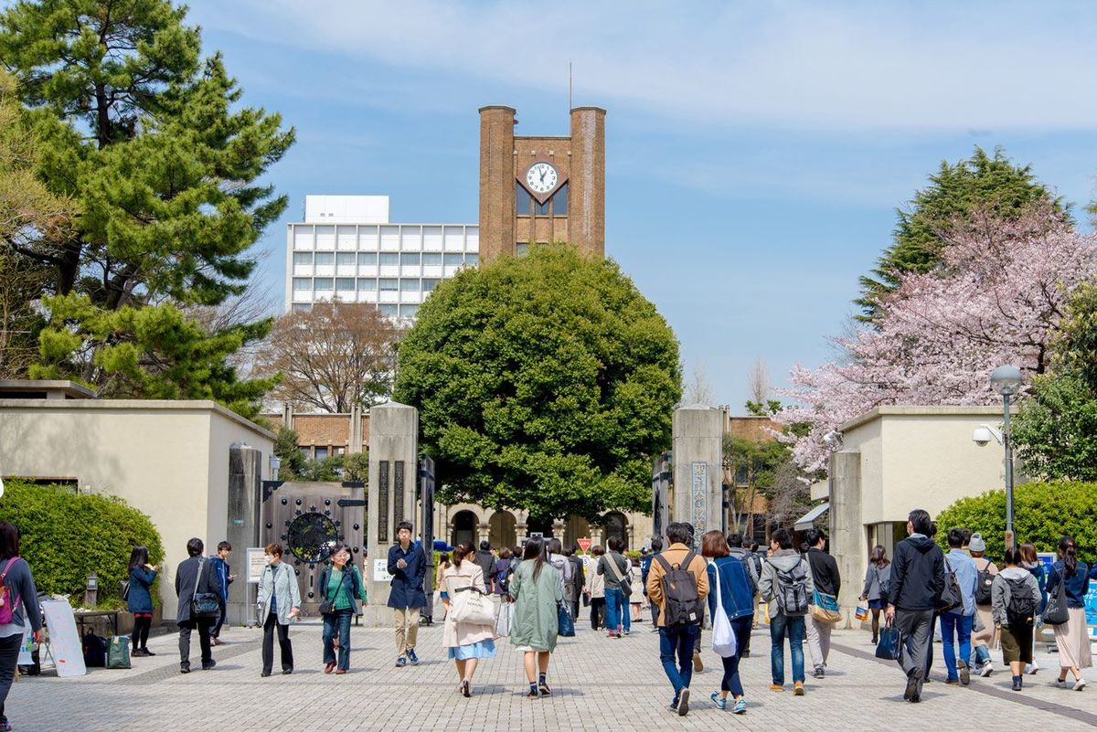 桜が咲いている入学シーズンの東京大学