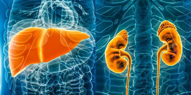 肝臓と腎臓のイラスト