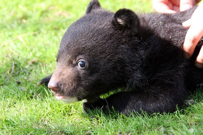 ツキノワグマの赤ちゃん