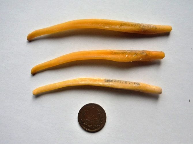 上から体重75キログラム、115キログラム、79キログラムのオスグマの陰茎骨。その下は10円硬貨