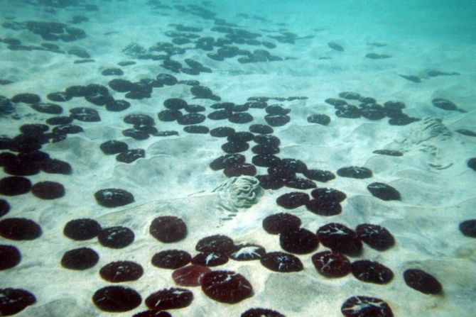 震災前の船越湾で撮影したハスノハカシパン。これが震災後にはすべて姿を消していた。2010年9月。