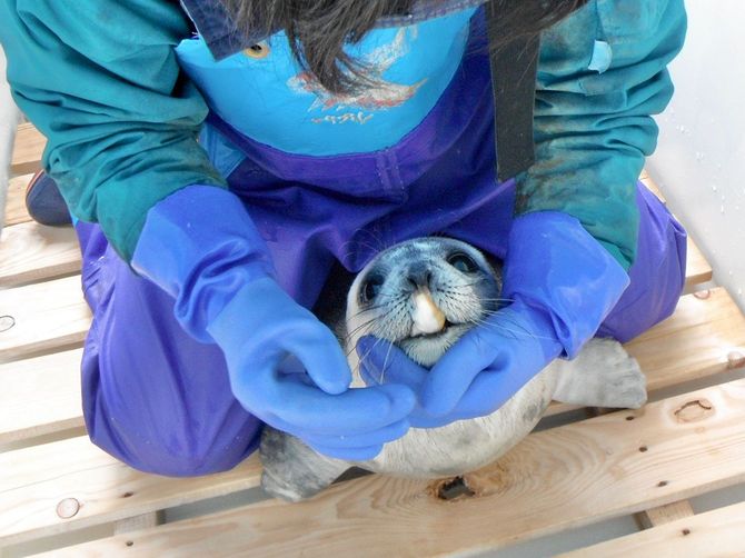 魚の強制給餌ではしっかり補綴してアザラシに上を向かせることがコツ