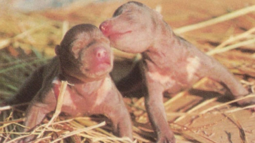 生後4日で衰弱し､哺乳瓶をくわえない…ヒグマの赤ちゃん･ハナコを救った女性飼育員がとった｢最後の手段｣