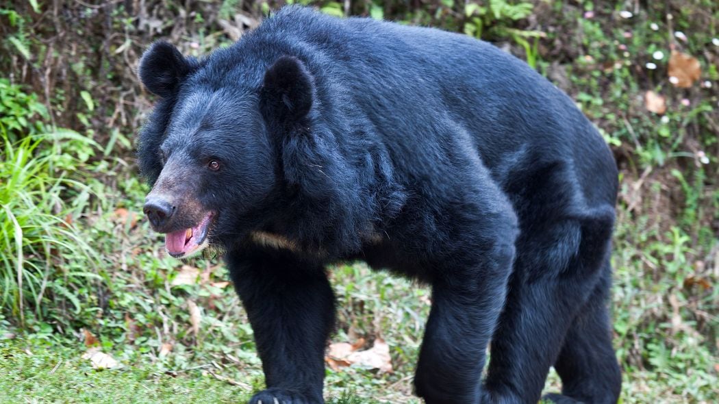 なぜ｢3万円のクマ鍋｣が予約1年待ちなのか…フォアグラやA5和牛に飽きた富裕層が山奥に詰めかけるワケ 彼らは｢意味のある消費｣に投資している