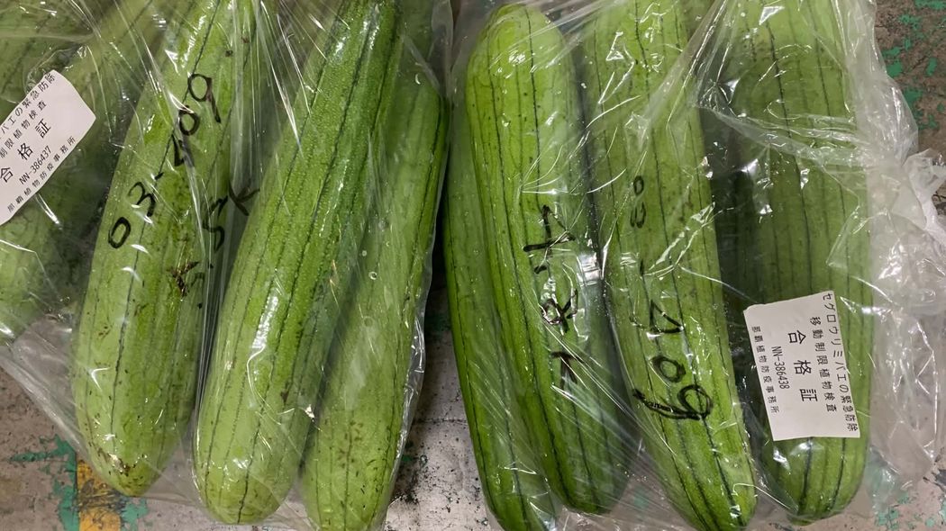 ｢もはや異常事態｣沖縄の野菜は自由な持ち出しNG…日本本土にまで迫る"特殊害虫"の正体