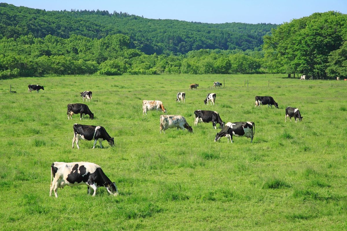 草原で草をはむ牛たち