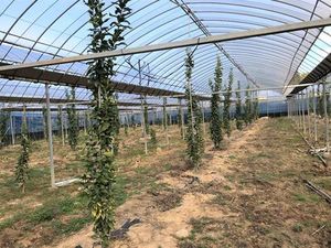 垂直仕立てにしたレモンの苗木（写真提供＝吉森 広）