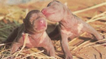 生後4日で衰弱し､哺乳瓶をくわえない…ヒグマの赤ちゃん･ハナコを救った女性飼育員がとった｢最後の手段｣