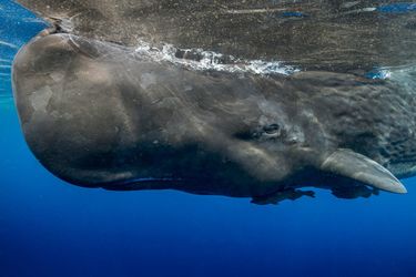 そのままでは腐敗しながら海洋を漂い続ける…マッコウクジラの｢よどちゃん｣が人の手で海に沈められた理由 死後すぐに沈むクジラと沈まないクジラがある  (3ページ目) | PRESIDENT Online（プレジデントオンライン）