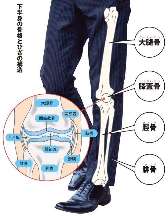 【図表】下半身の骨格と膝の構造